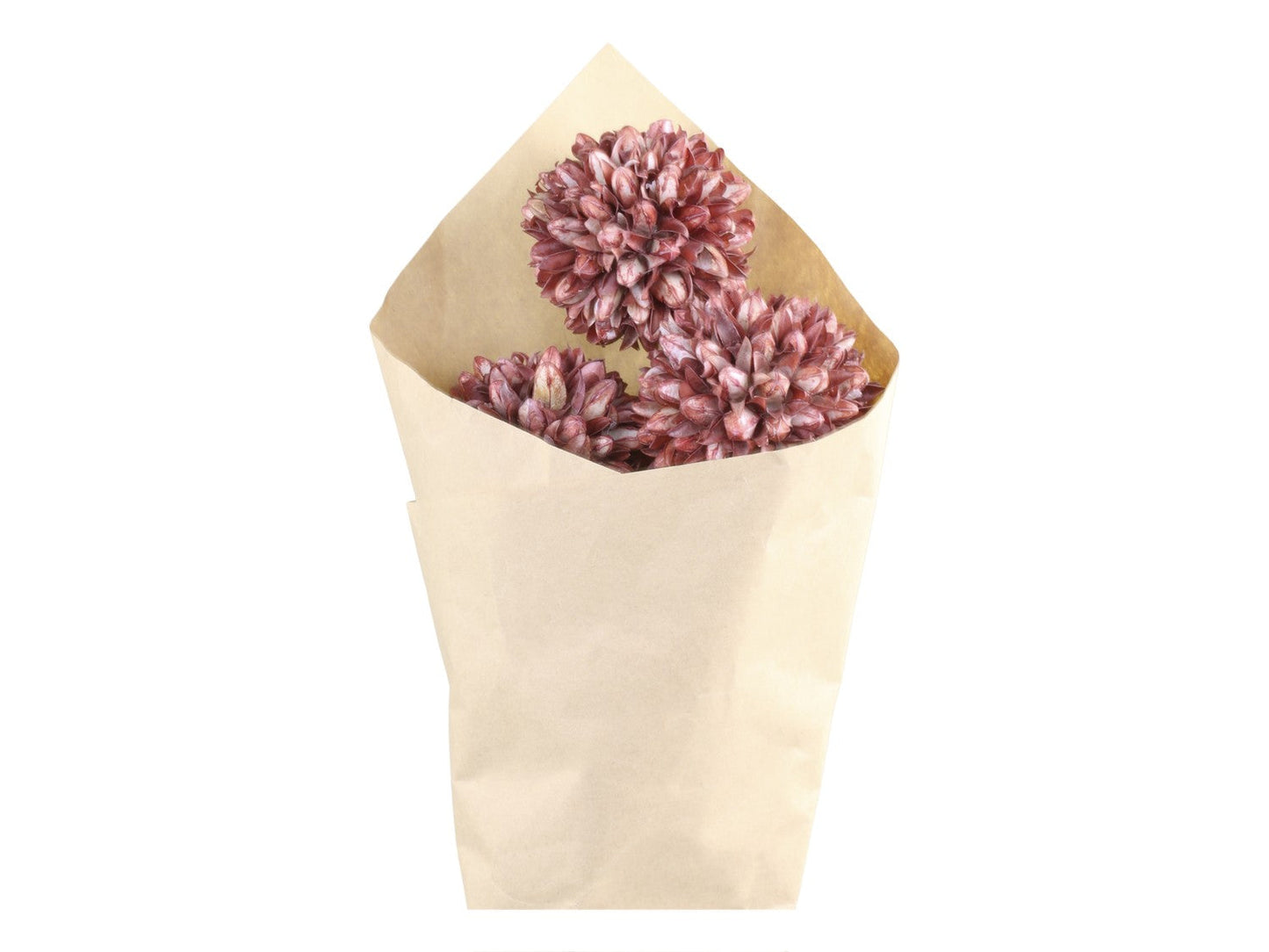 Chic Antique - Fleur Getrocknete Schneeballblumen - Set aus 3, H60 cm