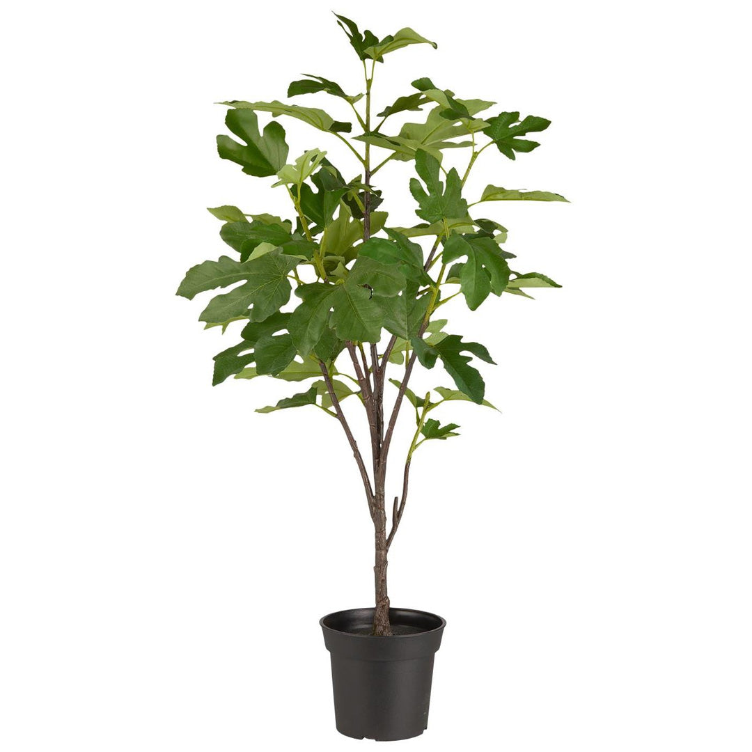 Ib Laursen – Feigenbaum im Topf – 80 cm