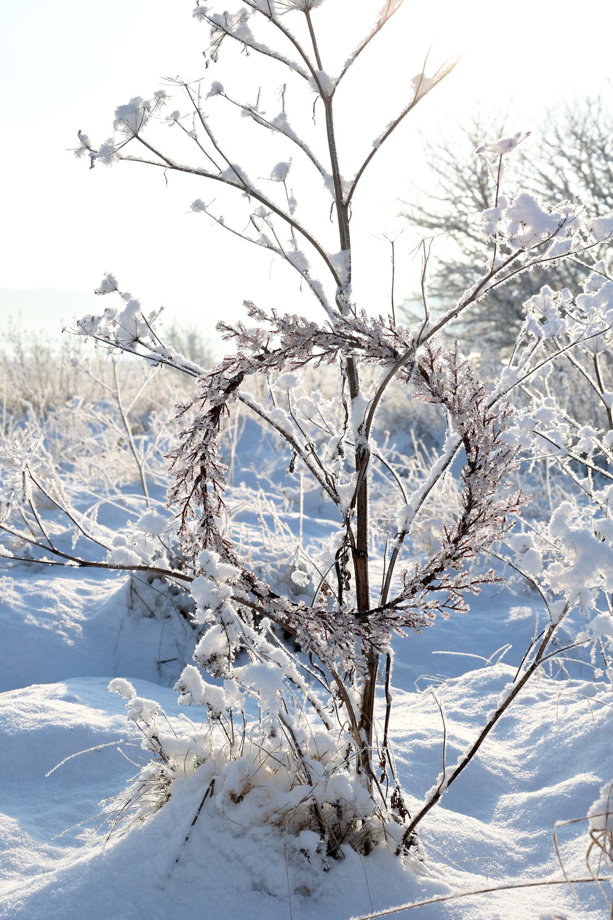 Chic Antique – Bereifter Kranz Ø45 cm – Natur | Handgefertigter Weihnachtskranz