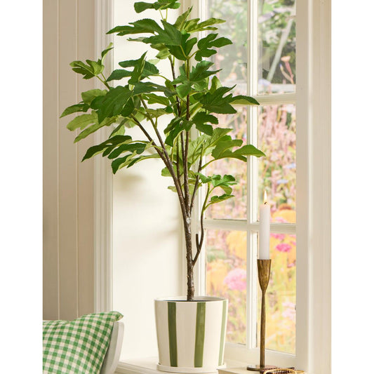 Ib Laursen – Feigenbaum im Topf – 80 cm