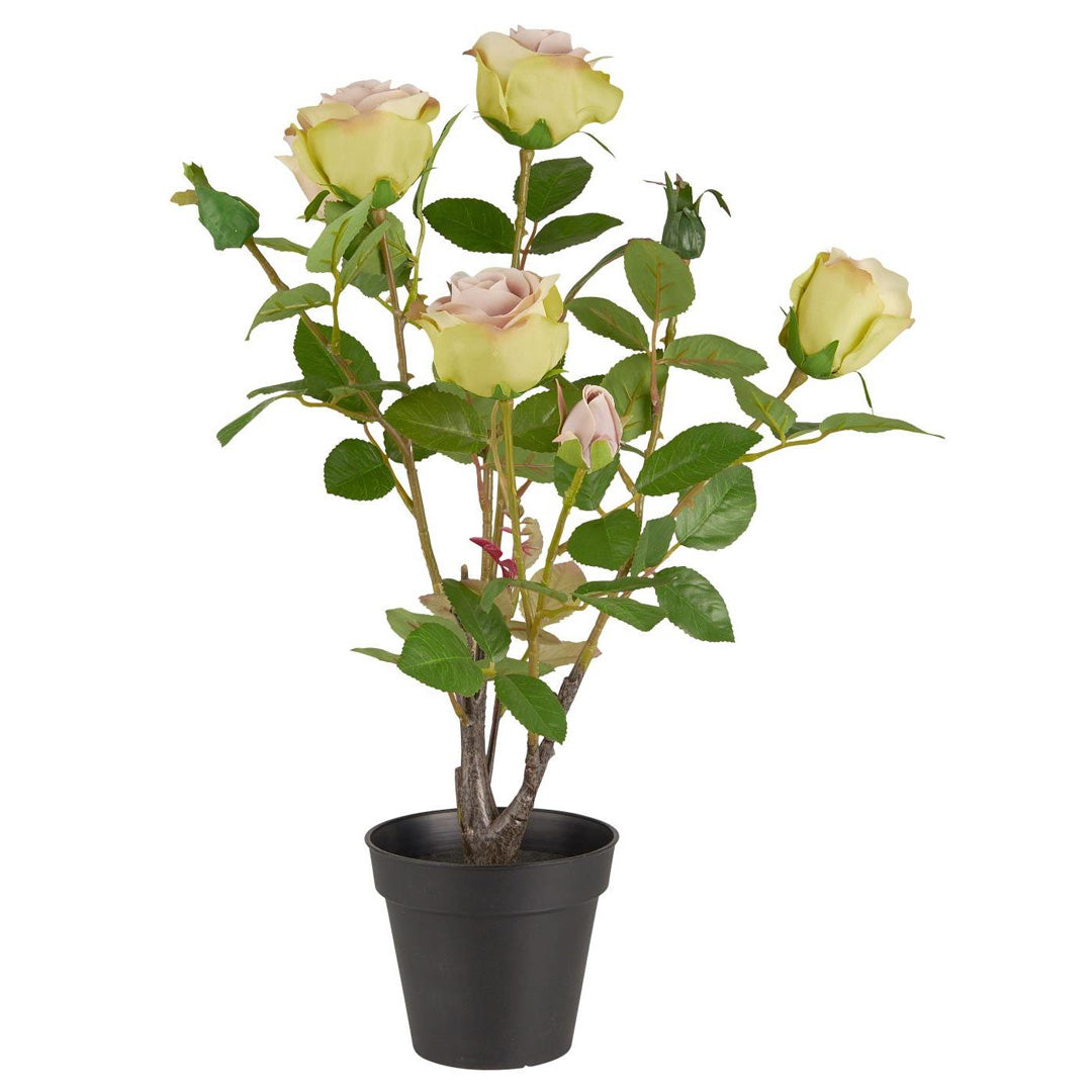 Ib Laursen – Rose mit 5 Blüten und 4 Knospen im Topf – 50 cm