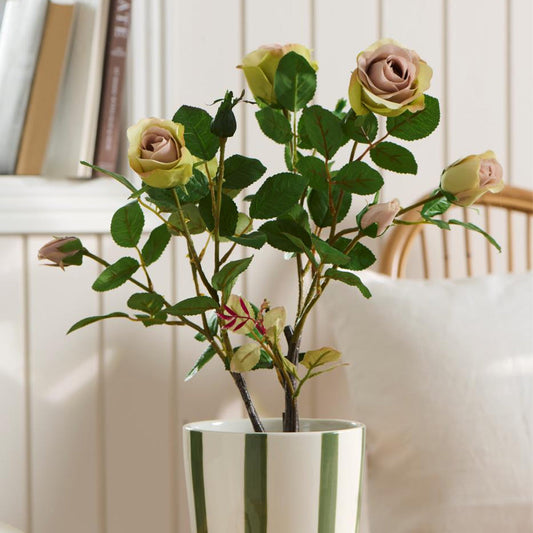 Ib Laursen – Rose mit 5 Blüten und 4 Knospen im Topf – 50 cm