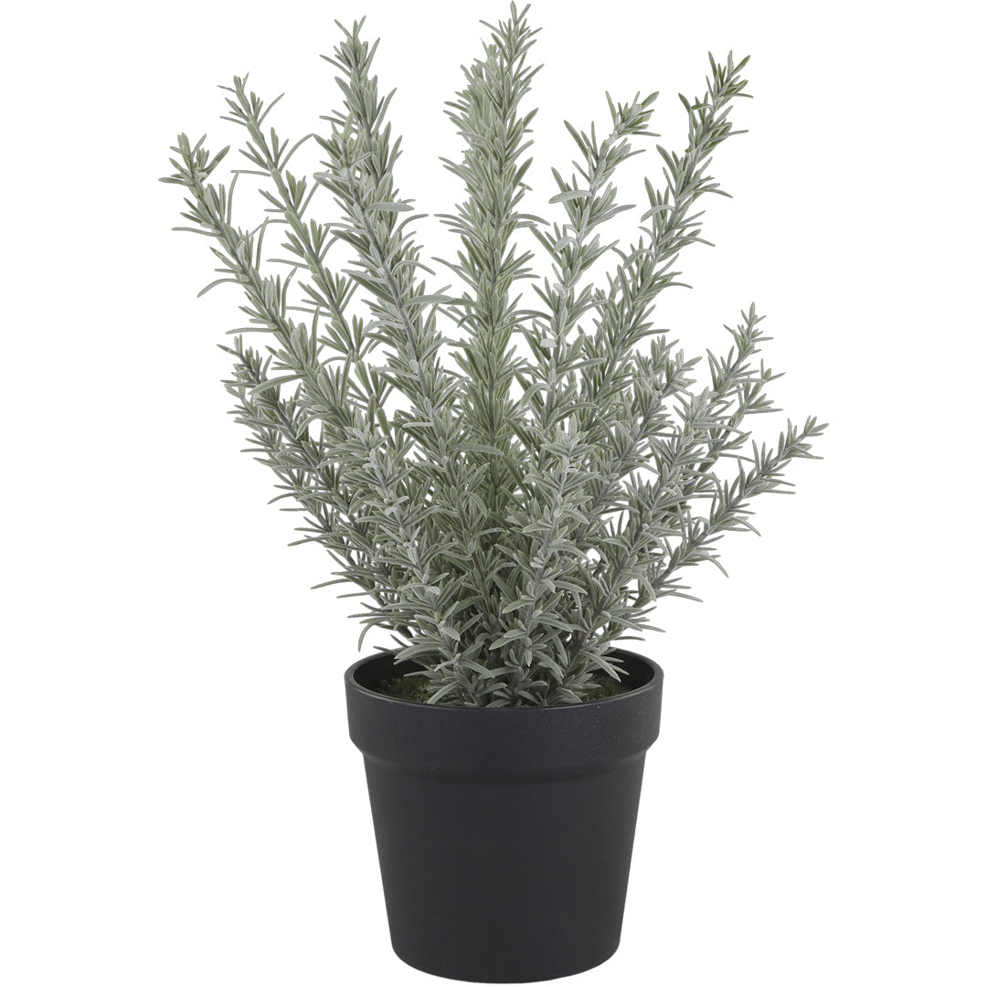 Chic Antique – Große Künstliche Rosmarinpflanze im Schwarzen Topf H45 Ø15 cm