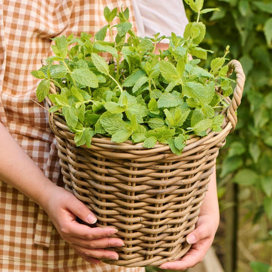 Ib Laursen – Korb aus Rattan mit Kunststoffeinsatz – 33 cm