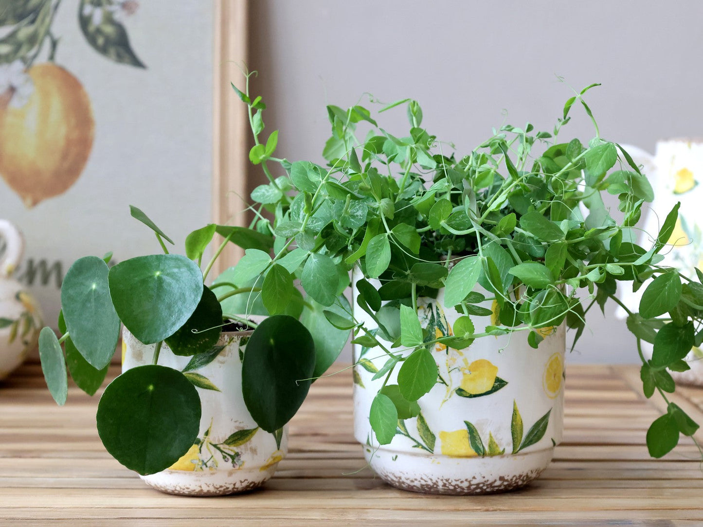 Chic Antique - Limone Pflanzgefäß mit Zitronenmotiv