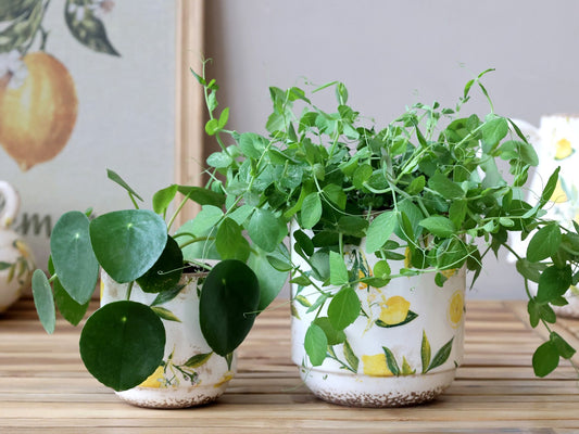 Chic Antique - Limone Pflanzgefäß mit Zitronenmotiv