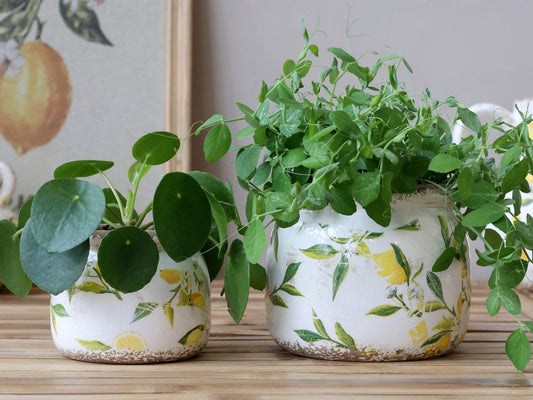 Chic Antique - Limone Pflanzgefäß mit Zitronenmotiv H9,5/Ø12